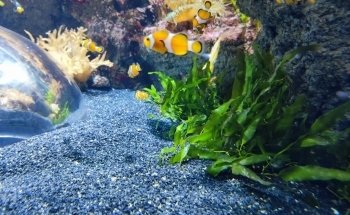 Atlantis Aquarium Madrid
