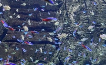Atlantis Aquarium Madrid