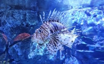 Atlantis Aquarium Madrid
