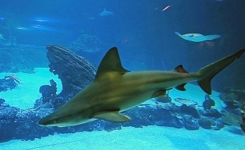 Atlantis Aquarium Madrid