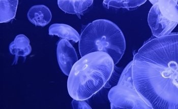 Atlantis Aquarium Madrid