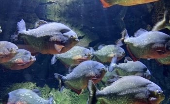 Atlantis Aquarium Madrid