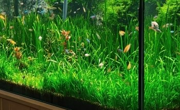 Aqua Zoo Höller Freistadt Zoofachgeschäft
