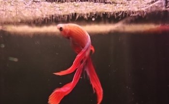 Aqua Zoo Höller Freistadt Zoofachgeschäft