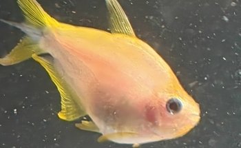 Aqua Zoo Höller Freistadt Zoofachgeschäft