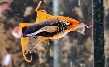 Aqua Zoo Höller Freistadt Zoofachgeschäft