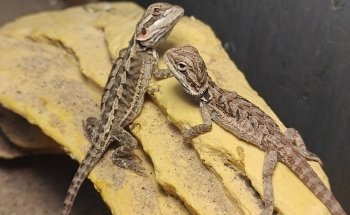 Aqua Zoo Höller Freistadt Zoofachgeschäft