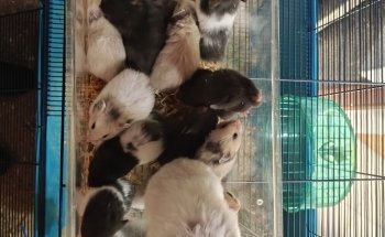 Aqua Zoo Höller Freistadt Zoofachgeschäft