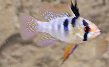 Aqua Zoo Höller Freistadt Zoofachgeschäft