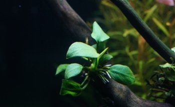 Aquamah (Création, entretien, conseil pour votre aquarium)