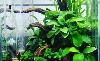 Aquamah (Création, entretien, conseil pour votre aquarium)