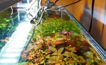 Aquamah (Création, entretien, conseil pour votre aquarium)