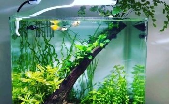 Aquamah (Création, entretien, conseil pour votre aquarium)