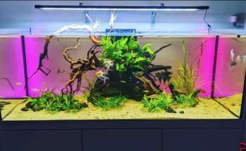 Aquamah (Creation, maintenance, advice for your aquarium)