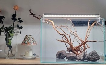 Aquamah (Création, entretien, conseil pour votre aquarium)