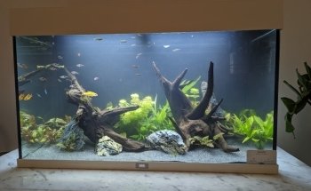 Aquamah (Création, entretien, conseil pour votre aquarium)