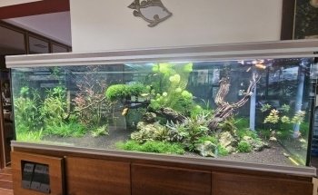 Aquamah (Création, entretien, conseil pour votre aquarium)