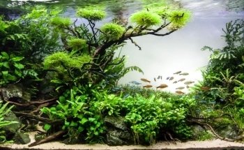 Aquariophilie.org