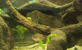 Cercle Aquariophile du Calaisis