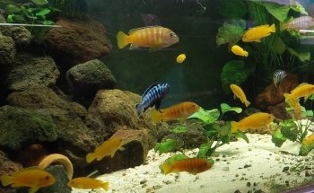 Cercle Aquariophile du Calaisis