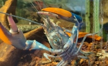 Cercle Aquariophile du Calaisis