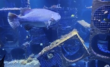 Círculo Acuariófilo del Calaisis