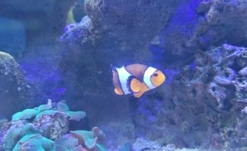 Cercle Aquariophile du Calaisis