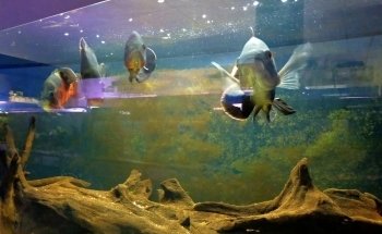 Cercle Aquariophile du Calaisis