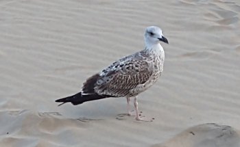 Ecurie Marine Esnandes