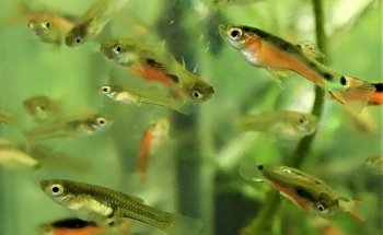 STALLER Martin EIRL AQUABOUTIK