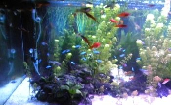 STALLER Martin EIRL AQUABOUTIK