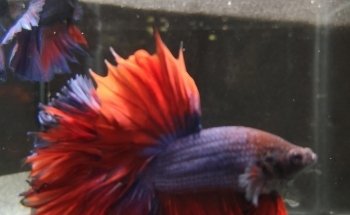 STALLER Martin EIRL AQUABOUTIK