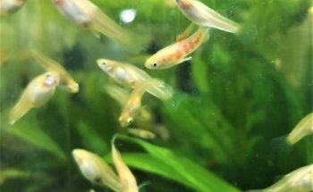 STALLER Martin EIRL AQUABOUTIK