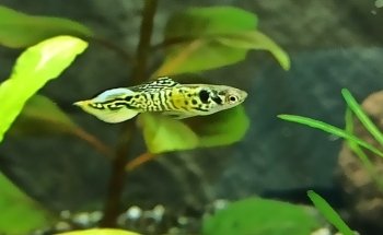 STALLER Martin EIRL AQUABOUTIK