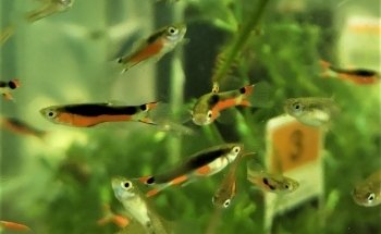 STALLER Martin EIRL AQUABOUTIK