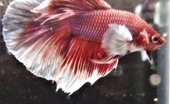 STALLER Martin EIRL AQUABOUTIK