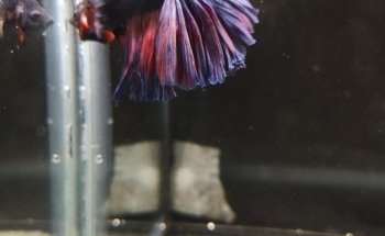 STALLER Martin EIRL AQUABOUTIK