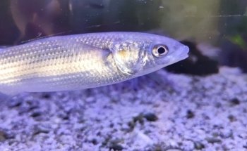 Le Méditerranoscope