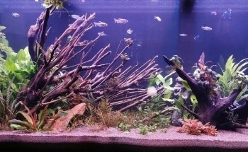Aquarium Professionals e.U