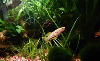 Aquarium-Profis e.U