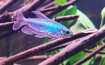 Aquarium-Profis e.U