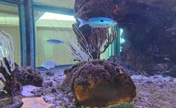 La Madrague Aquarium