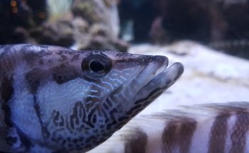 Aquarium La Madrague