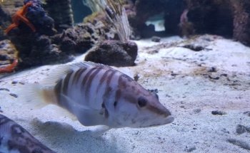 Aquarium La Madrague