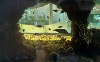 Aquarium La Madrague