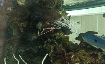 Aquarium La Madrague