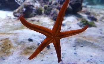 Aquarium La Madrague