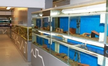 Club Aquariophile - Les Abysses