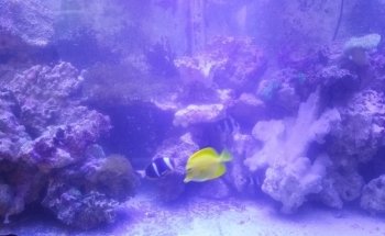 Club Aquariophile - Les Abysses