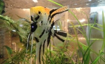 Club Aquariophile - Les Abysses